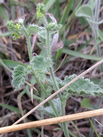 Tragia amblyodonta, photographed by Alison Northup