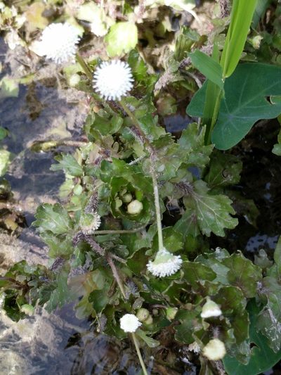 Shinnersia rivularis, photographed by Alison Northup