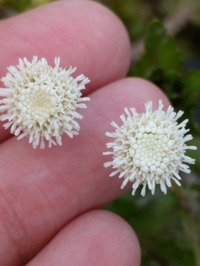 Shinnersia rivularis, photographed by Alison Northup