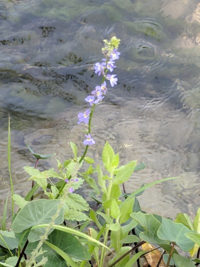 Lobelia berlandieri, photographed by Alison Northup