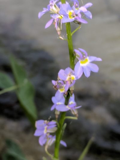 Lobelia berlandieri, photographed by Alison Northup