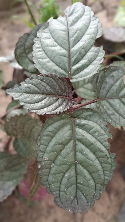 Strobilanthes alternata, photographed by R K