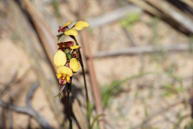 Diuris oraria, photographed by John Van Den Nouwelant
