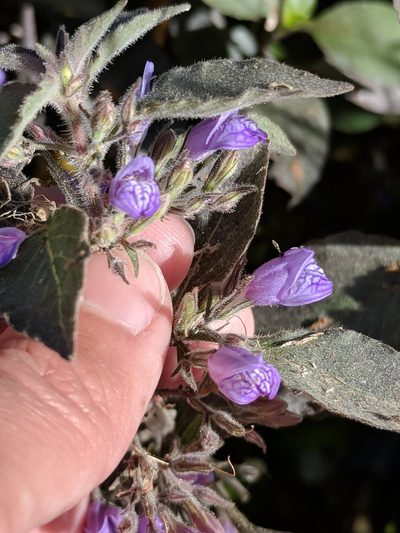 Hygrophila corymbosa, photographed by Alison Northup