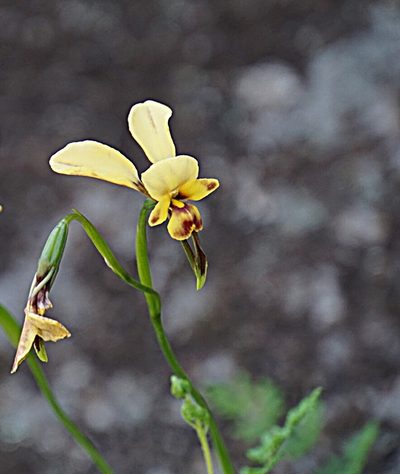 Diuris oraria, photographed by John Van Den Nouwelant
