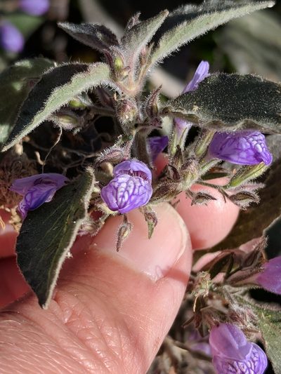 Hygrophila corymbosa, photographed by Alison Northup