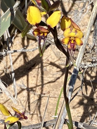 Diuris oraria, photographed by John Van Den Nouwelant