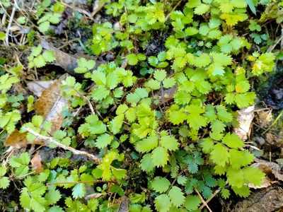 Acaena juvenca, photographed by John Barkla