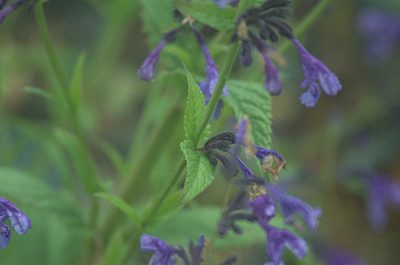 Nepeta sibirica, photographed by Pavel Komkov