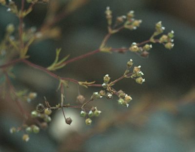 Chamaerhodos erecta, photographed by Pavel Komkov