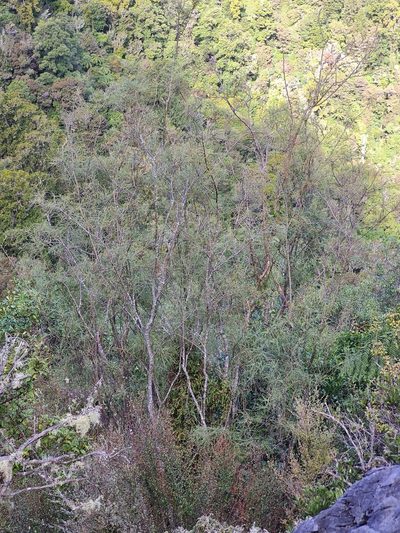 Sophora longicarinata, photographed by gnapp
