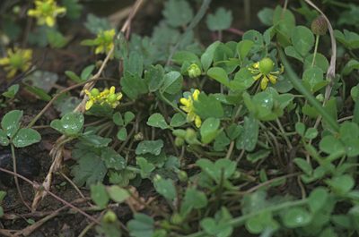 Halerpestes sarmentosa, photographed by Pavel Komkov