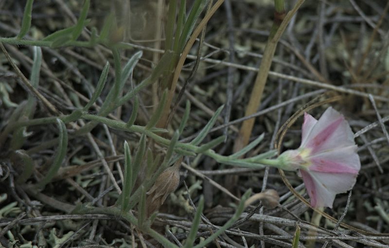 Convolvulus ammannii, photographed by Pavel Komkov
