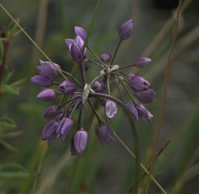 Allium rubens, photographed by Pavel Komkov