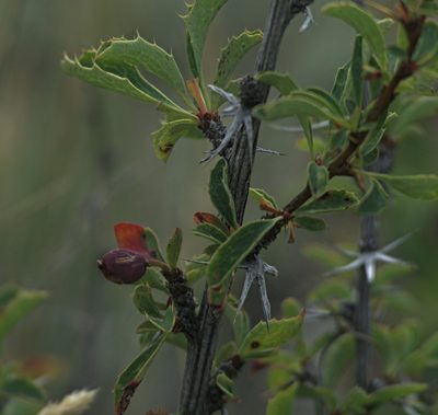 Berberis sibirica, photographed by Pavel Komkov