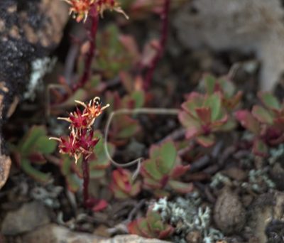 Phedimus hybridus, photographed by Pavel Komkov