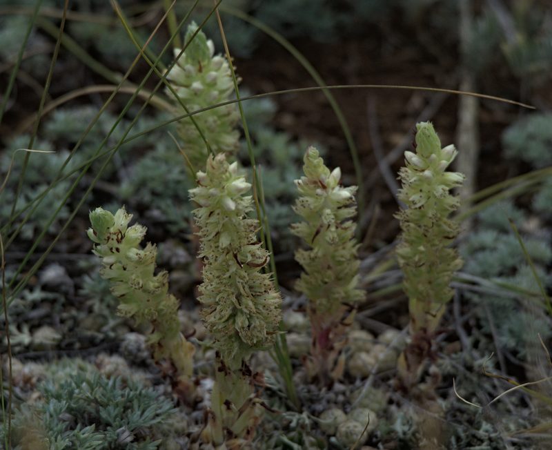 Orostachys thyrsiflora, photographed by Pavel Komkov