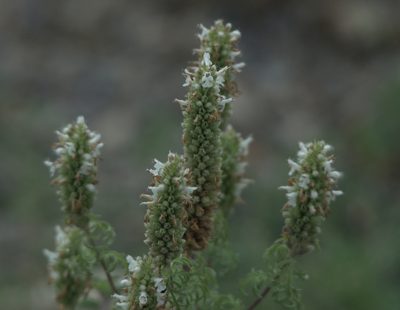 Nepeta annua, photographed by Pavel Komkov