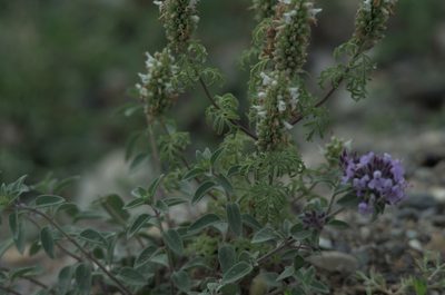 Nepeta annua, photographed by Pavel Komkov