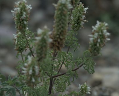 Nepeta annua, photographed by Pavel Komkov