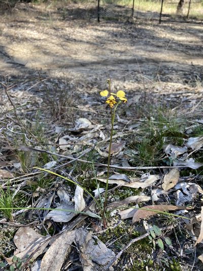 Diuris maculata, photographed by Thomas Mesaglio