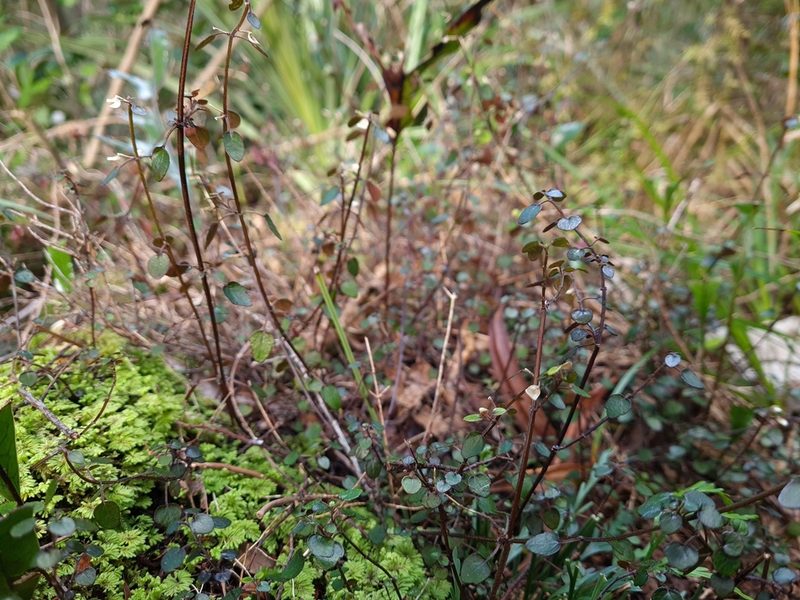 Scutellaria novae-zelandiae, photographed by gnapp