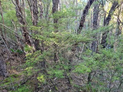 Coprosma microcarpa, photographed by gnapp