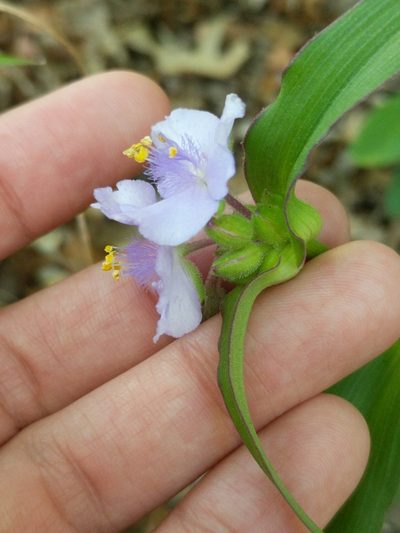 Tradescantia edwardsiana, photographed by Alison Northup