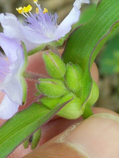 Tradescantia edwardsiana, photographed by Alison Northup