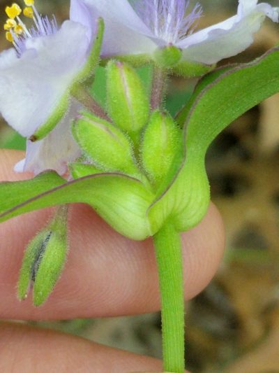 Tradescantia edwardsiana, photographed by Alison Northup
