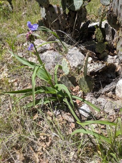 Tradescantia edwardsiana, photographed by Alison Northup