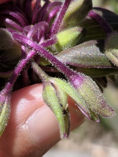 Tradescantia edwardsiana, photographed by Alison Northup