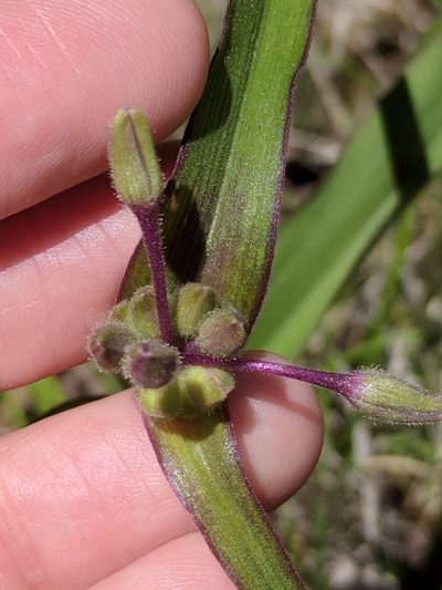 Tradescantia edwardsiana, photographed by Alison Northup