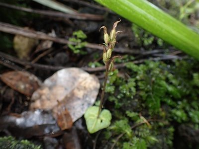 Acianthus sinclairii, photographed by Shaun