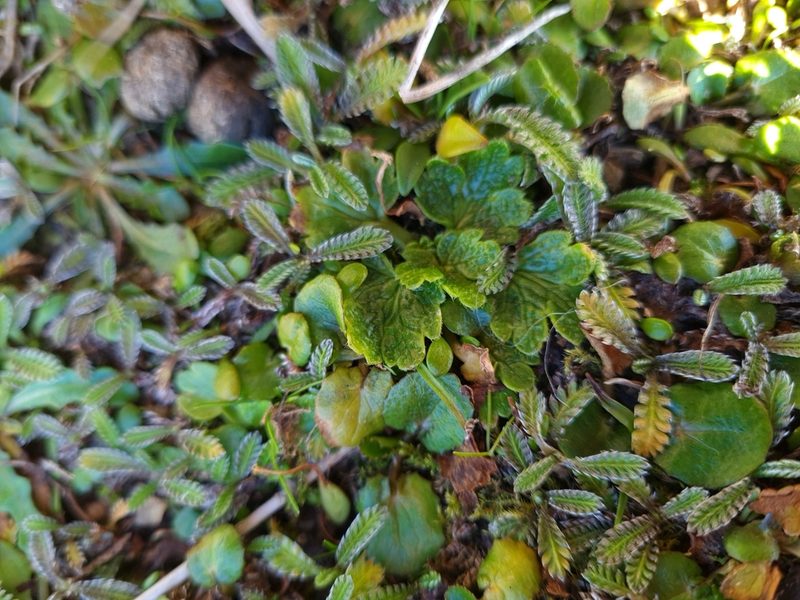 Ranunculus recens, photographed by gnapp