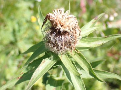 Centaurea nervosa, photographed by David Delon