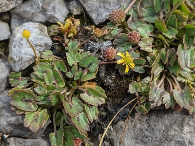 Halerpestes cymbalaria, photographed by Todd Boland