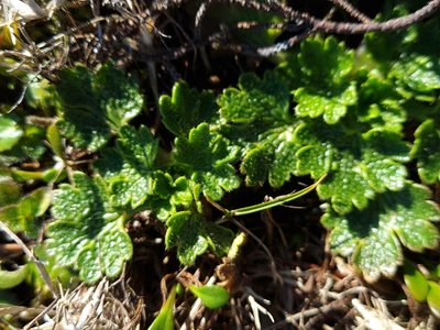 Ranunculus recens, photographed by gnapp