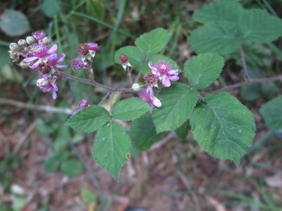 Rubus vestitus, photographed by Alice Shanks