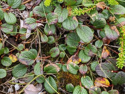 Salix reticulata, photographed by Todd Boland