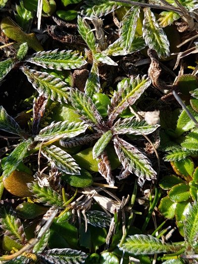 Leptinella calcarea, photographed by gnapp