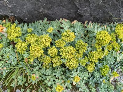 Rhodiola rosea, photographed by Todd Boland
