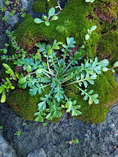 Lepidium flexicaule, photographed by gnapp