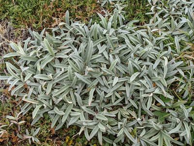 Salix candida, photographed by Todd Boland