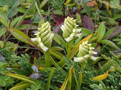 Spiranthes romanzoffiana, photographed by Todd Boland