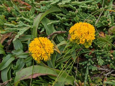 Solidago multiradiata, photographed by Todd Boland