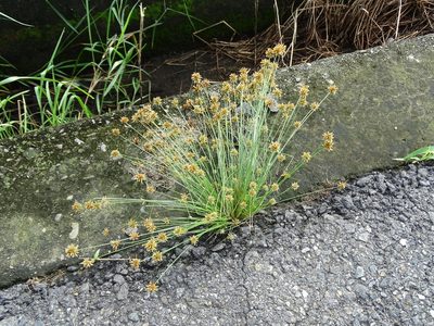 Bulbostylis barbata, photographed by 雲一百香果