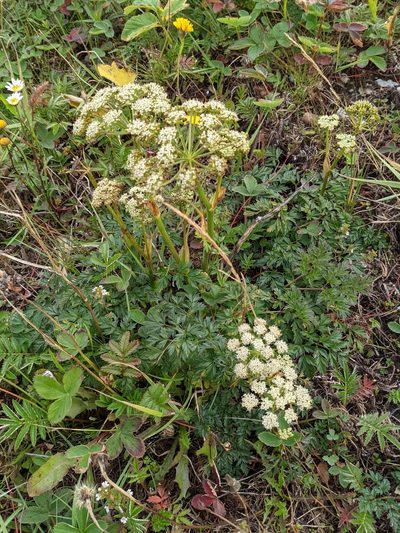 Conioselinum chinense, photographed by Todd Boland