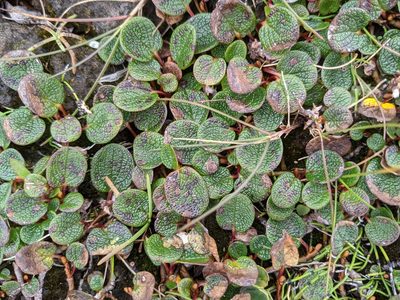 Salix reticulata, photographed by Todd Boland