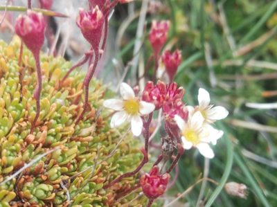 Saxifraga moschata, photographed by Ben Costamagna